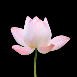 Monthly Meditation subscription