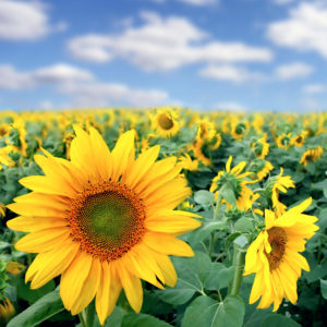 Worthiness, Wholeness and Divine Perfection - Guided Meditation